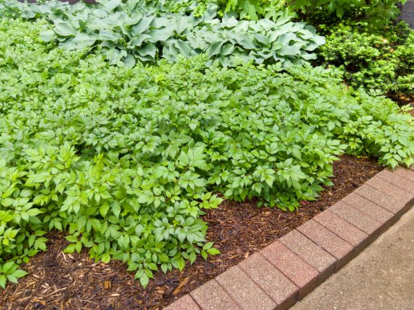 Brick Border Installation in Auburn